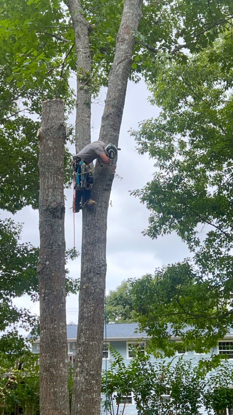 Arborist climbing and rigging for hazardous tree removal in Wolfville, NS