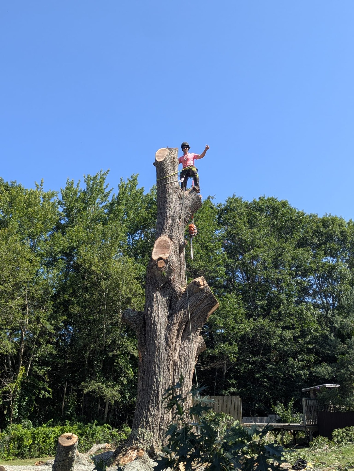 Arborist assessing large fallen tree trunk for health risk in Kentville Annapolis Valley