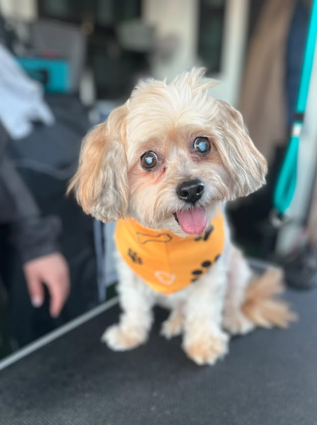 Sweet pup with fresh groom & sunny bandana