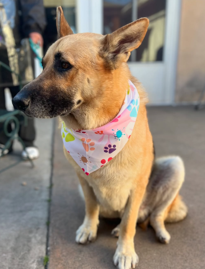 Handsome German Shepherd groomed at Pawsitive Grooming
