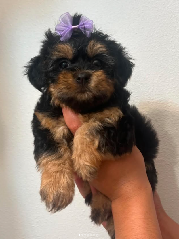Adorable fluffy pup sporting a lavender bow