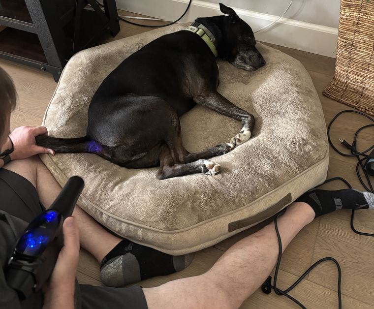 The AO Infinity Wand in use, warm air and blue light directed at a senior dog resting on its bed