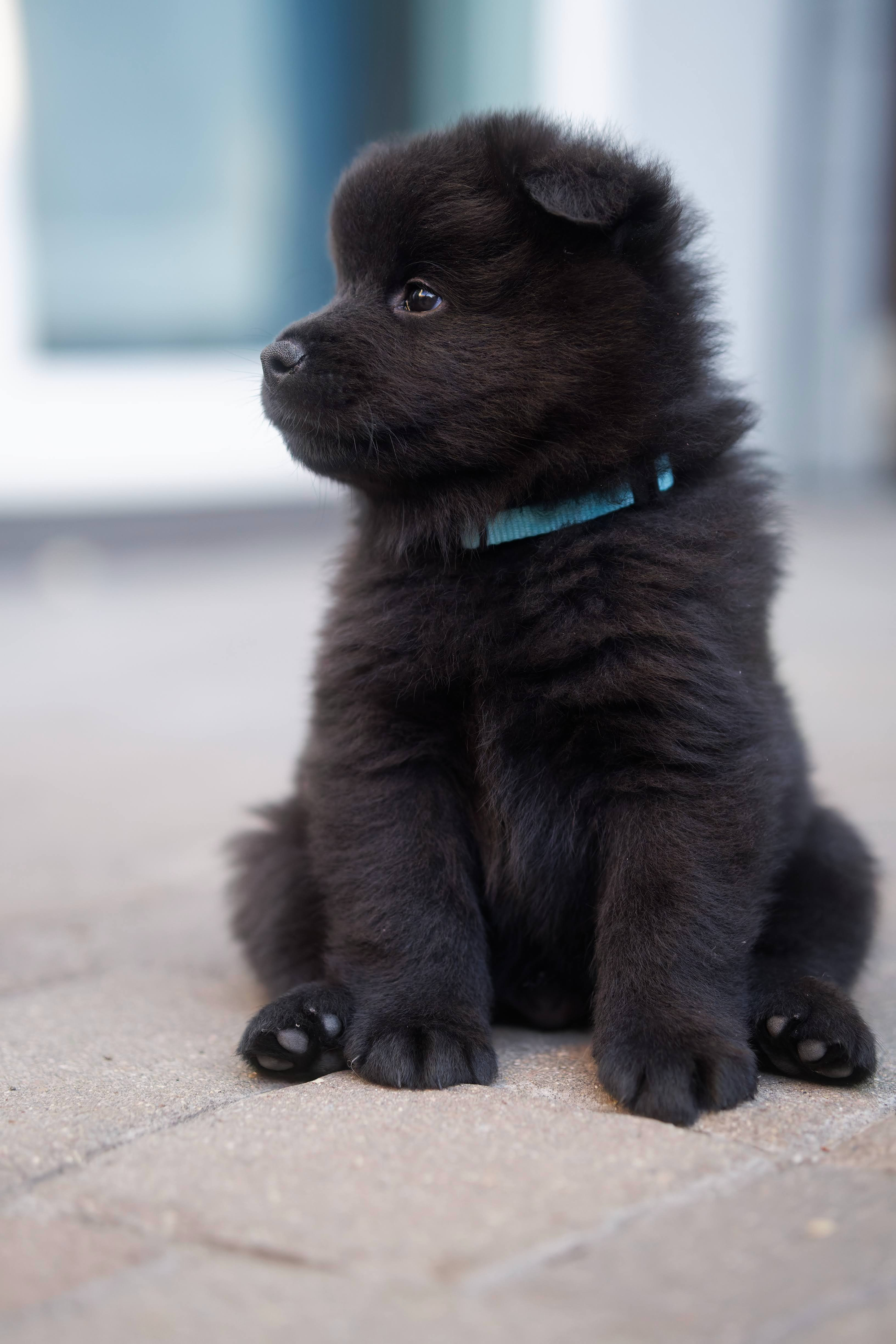 Zen Zion as a puppy sitting outdoors