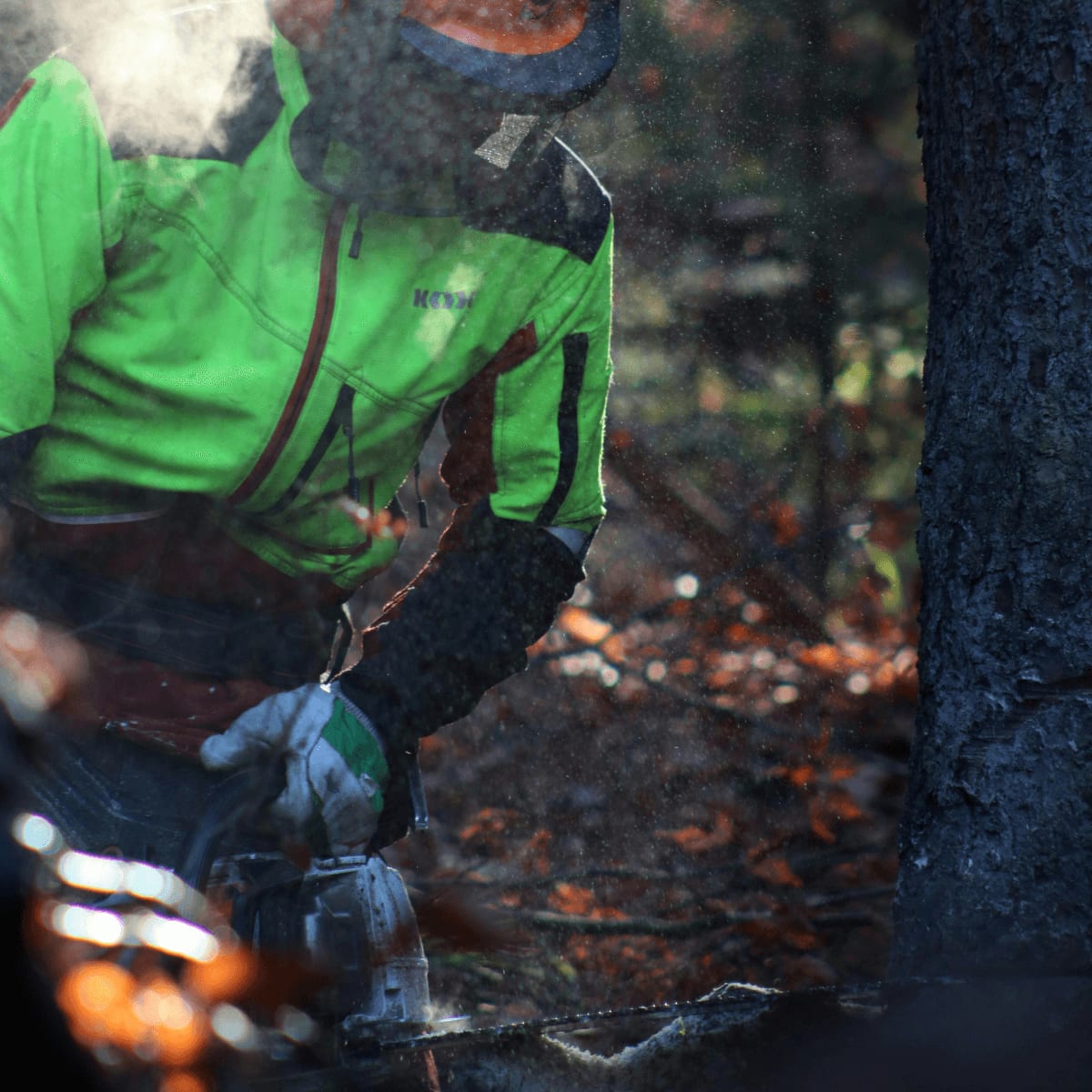 Tree work job photo 8