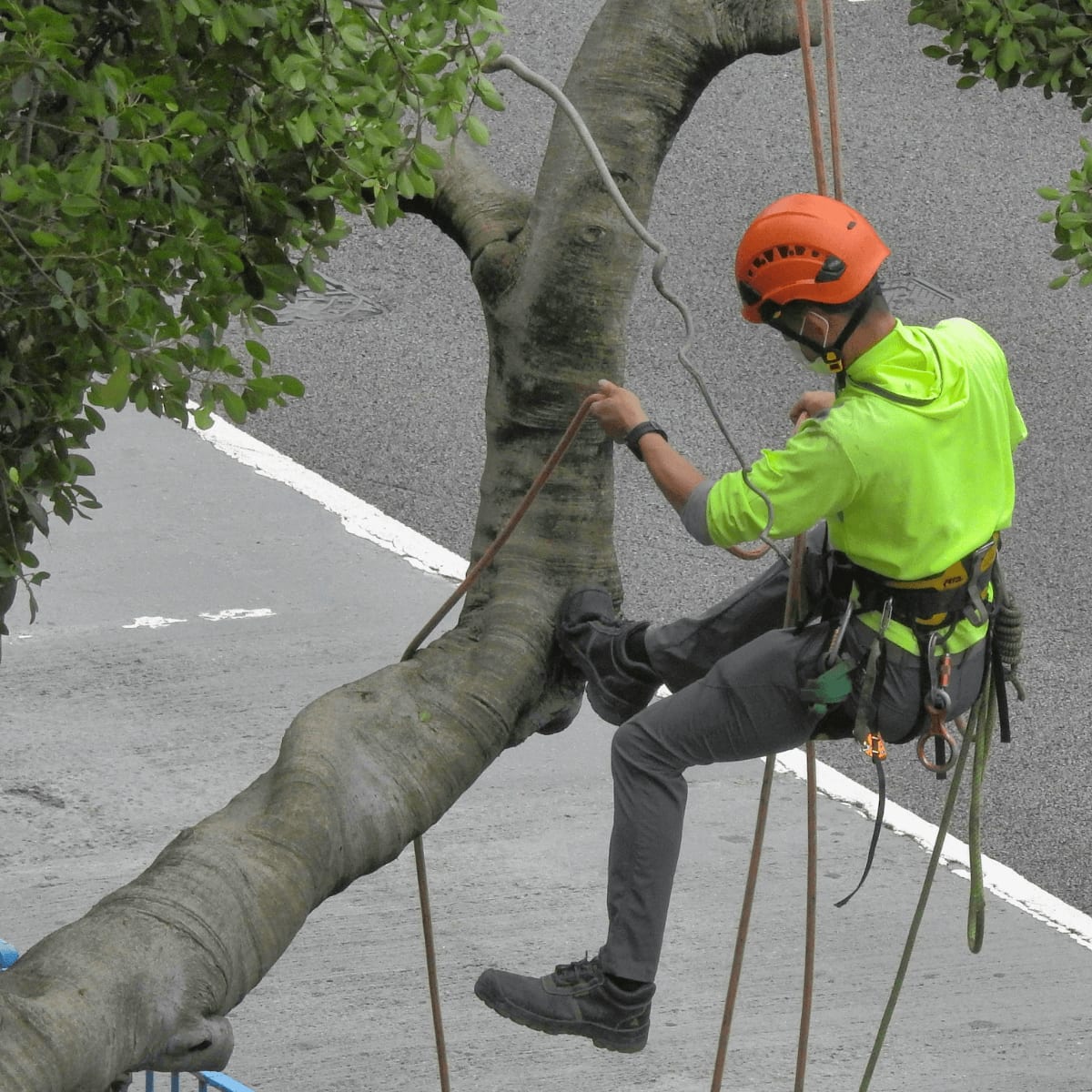 Tree Trimming