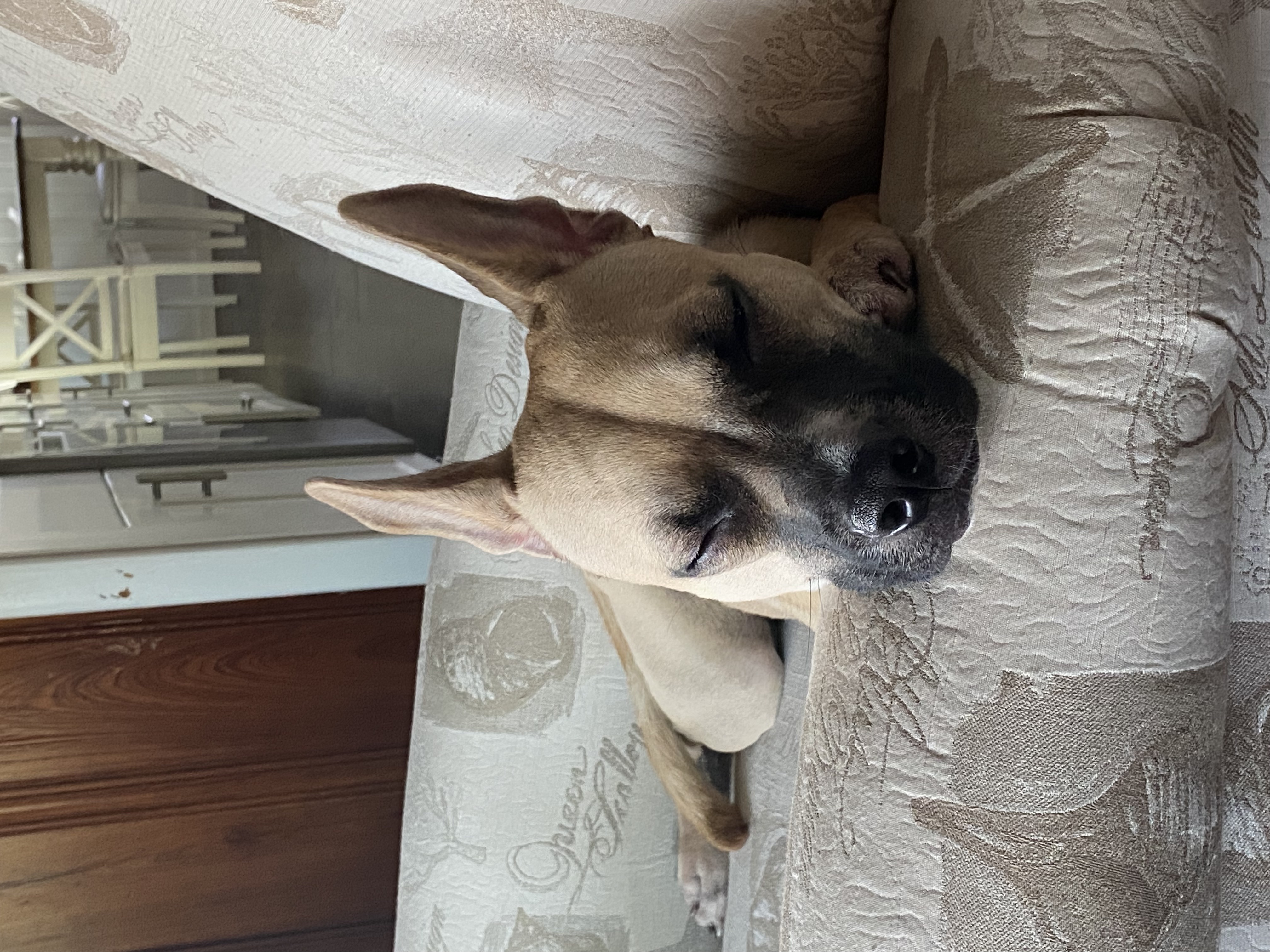 Gracie taking a cozy nap on the sofa