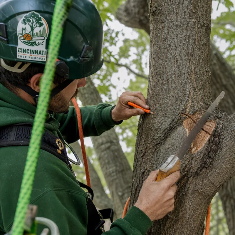 Illustrative tree health evaluation and inspection detail in Cincinnati