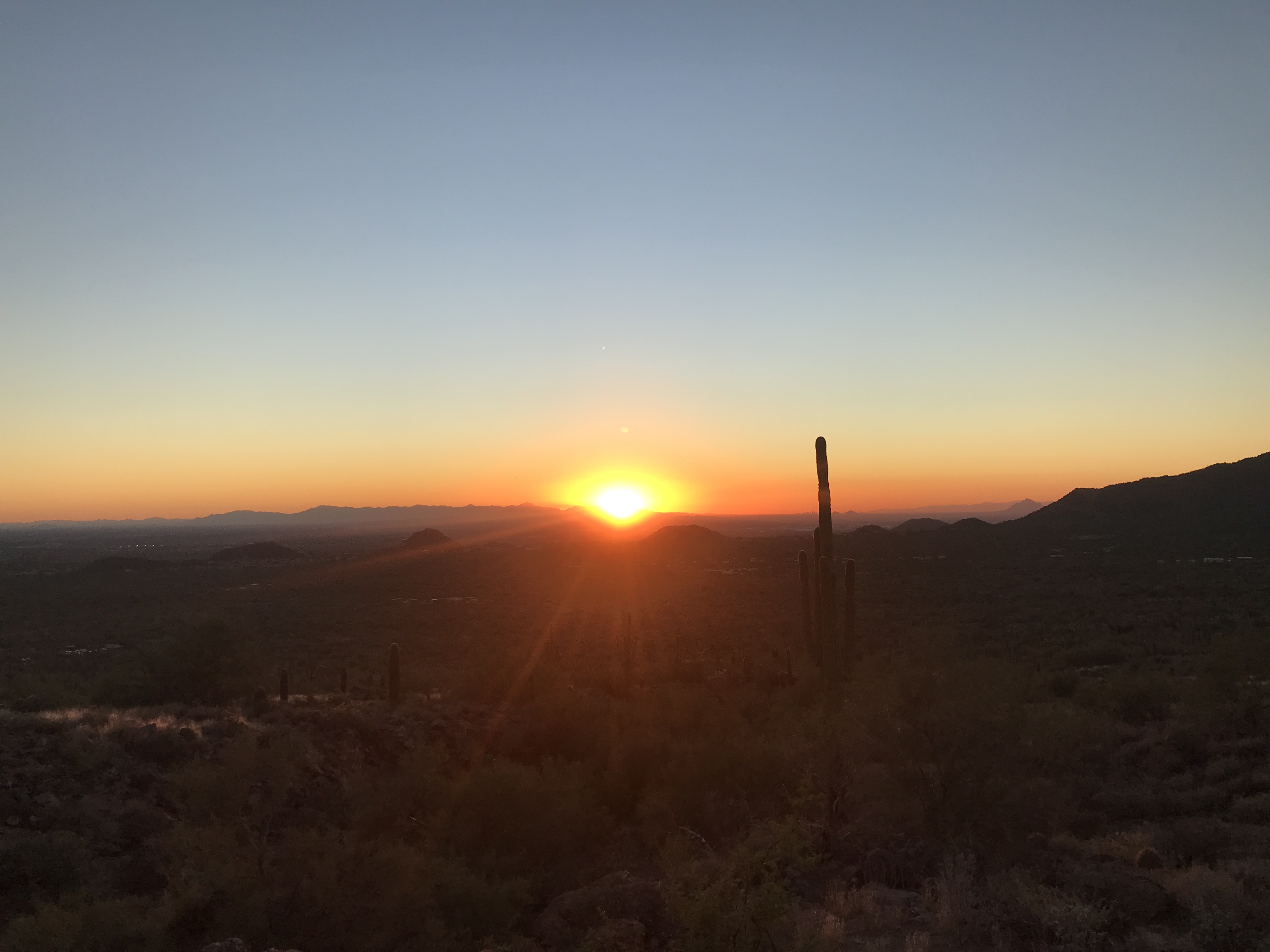 Solitary desert saguaro in sunrise light — the vertical living line.