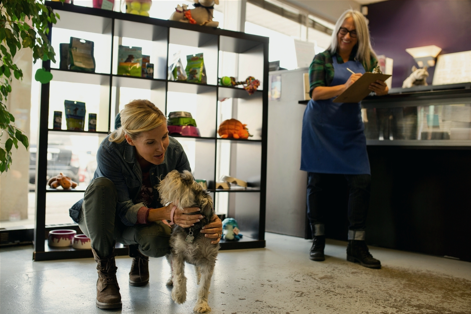 Local dog daycare owner greeting a schnauzer in her shop