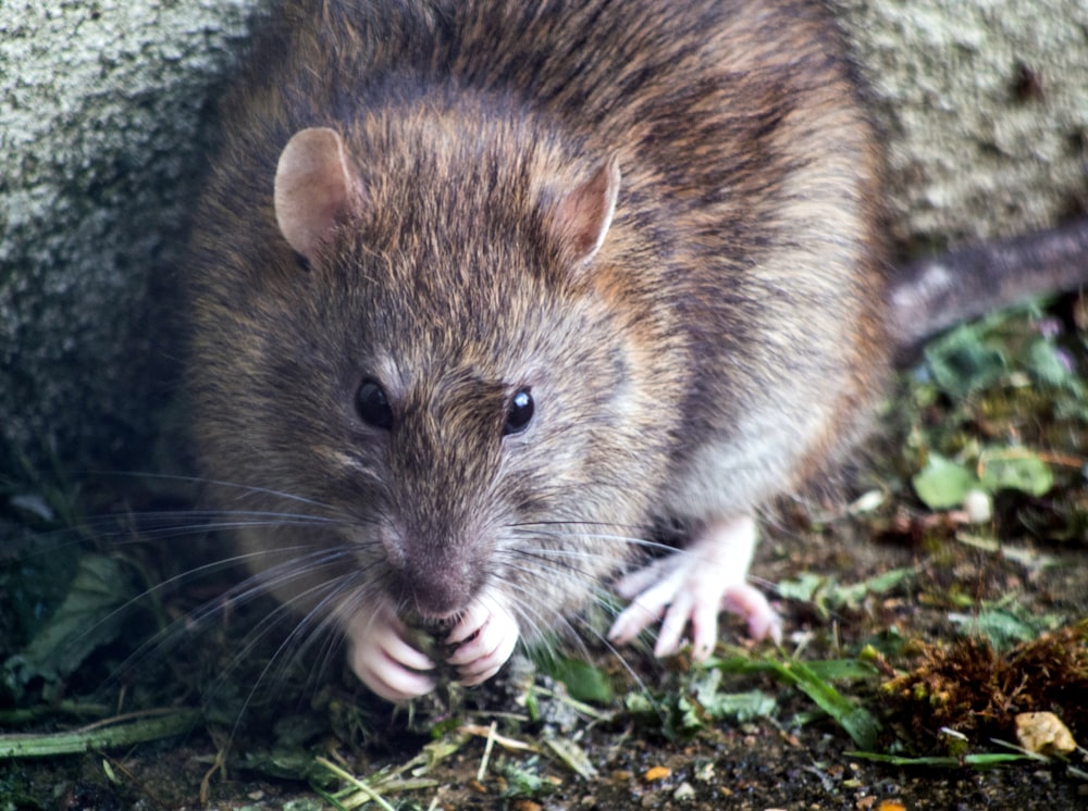 rodent entry point inspection