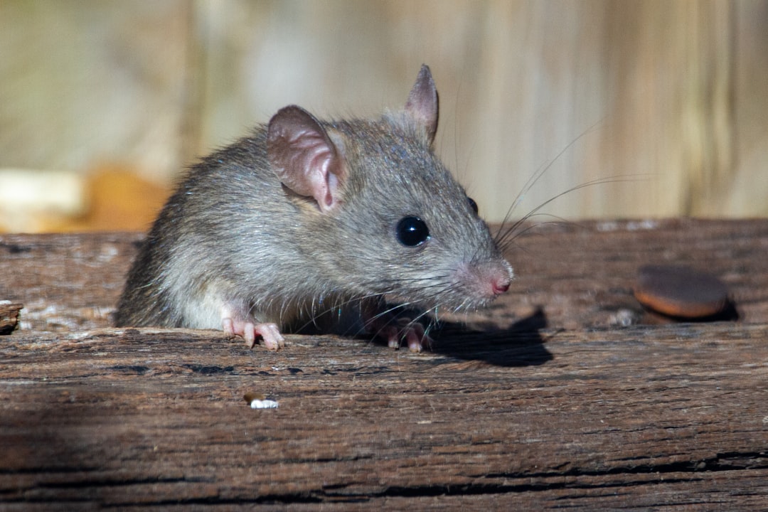 rodent entry point inspection