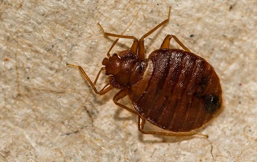 Bed bug specimen inspected up close on bedding fabric