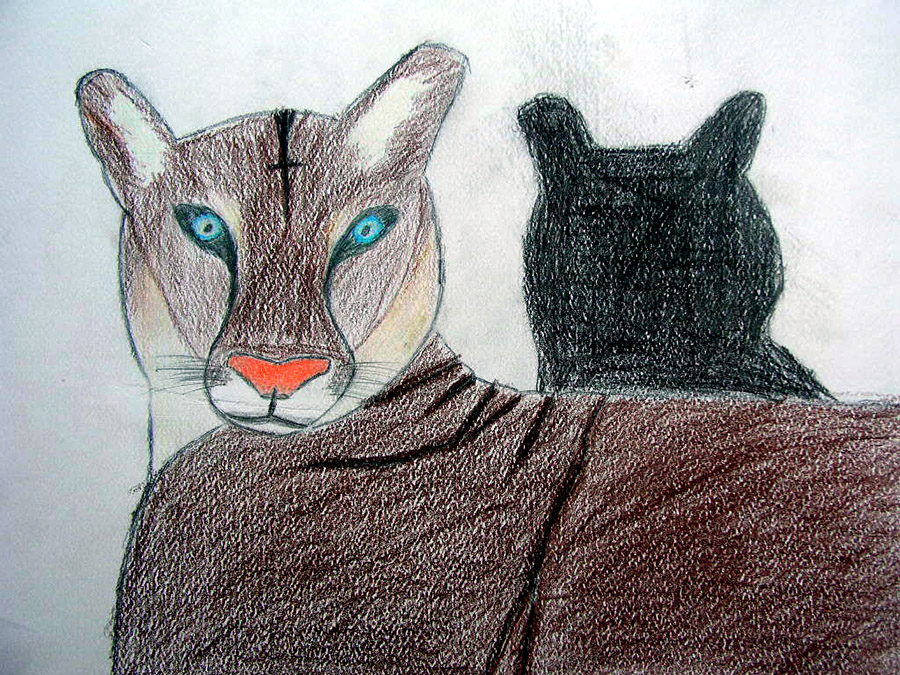 Colored pencil and graphite drawing of a mountain lion with striking blue eyes