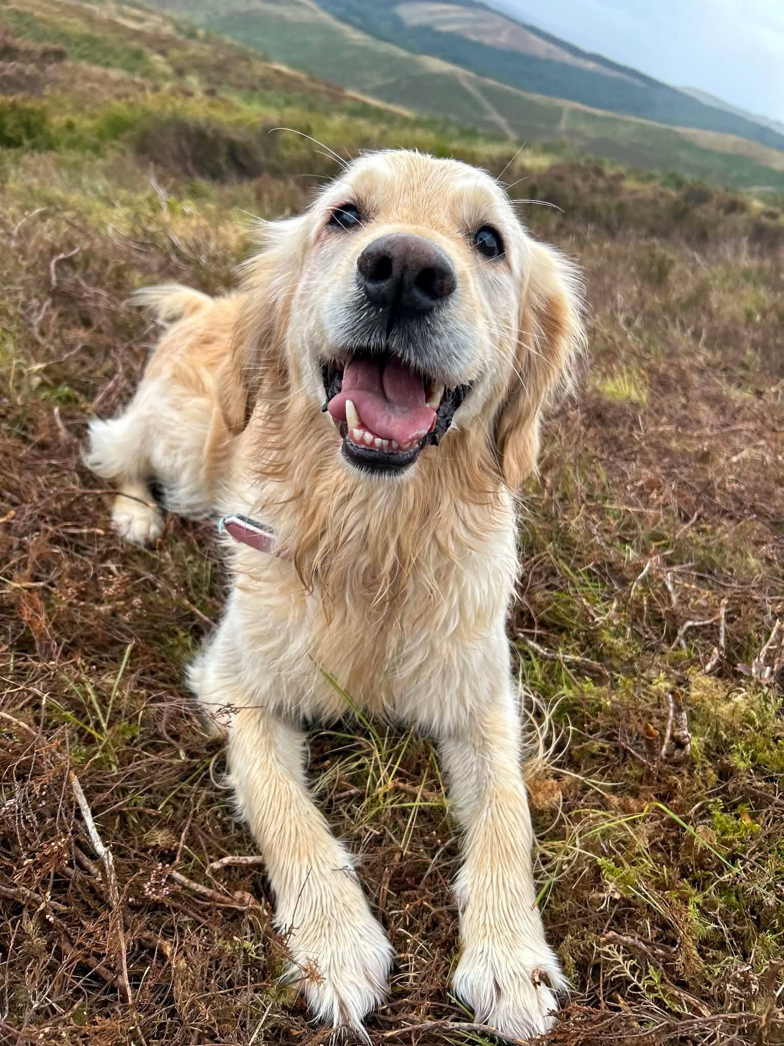 Pure Golden Joy on the Hill