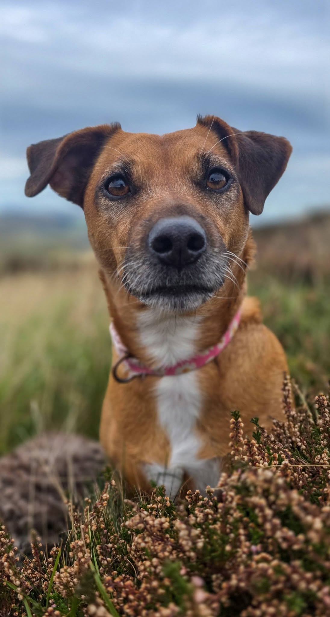 Attentive & Content in the Moorland