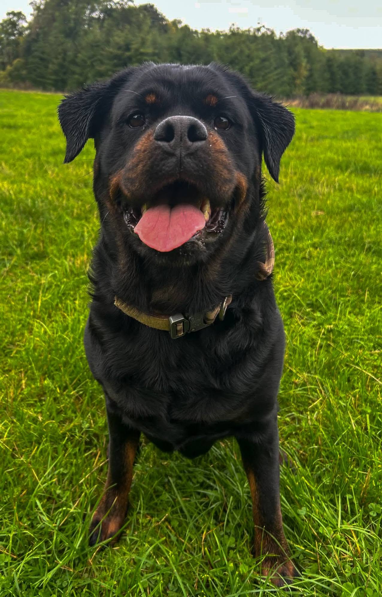Happy hound in the green hills of the Scottish Borders