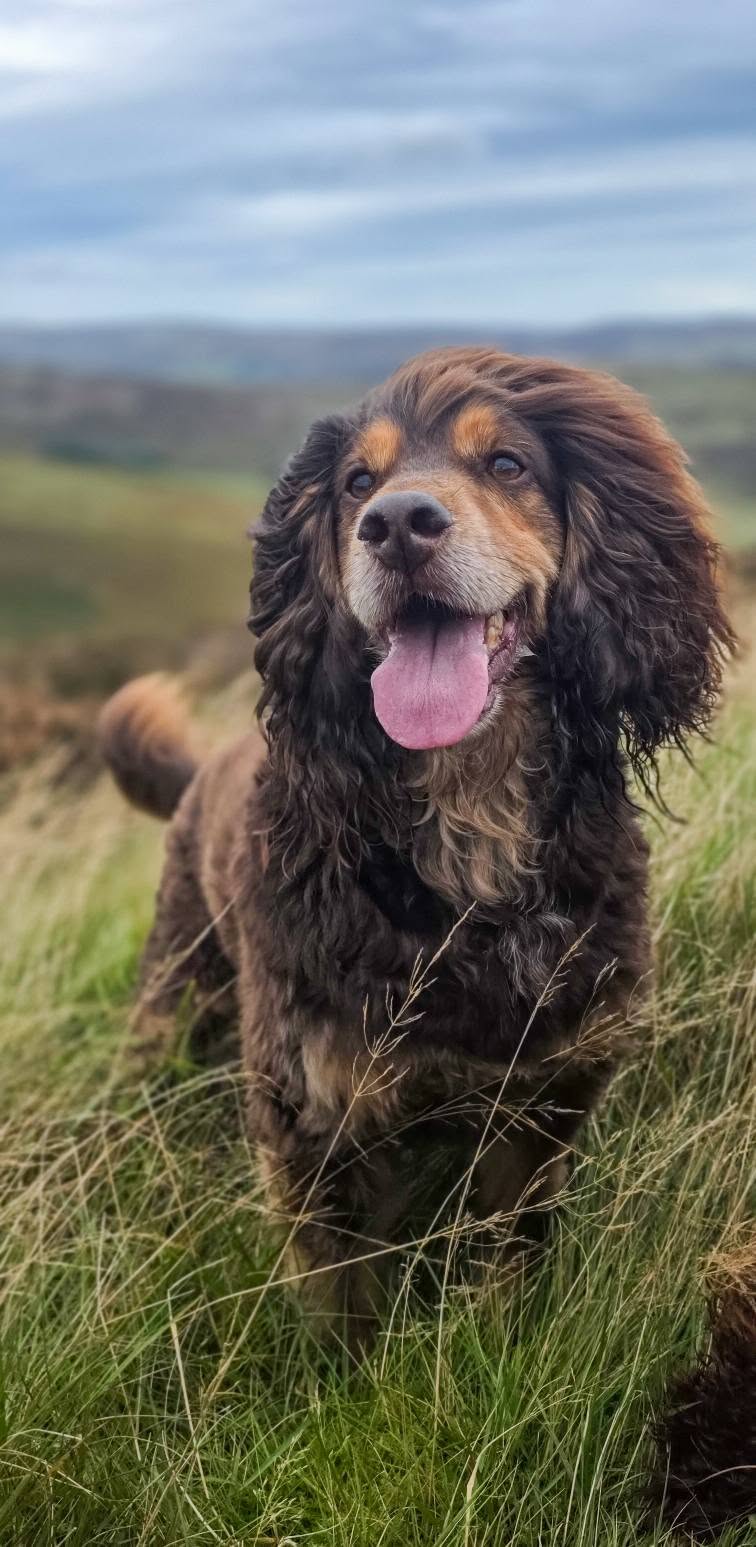 Hilltop Smiles & Fresh Highland Air