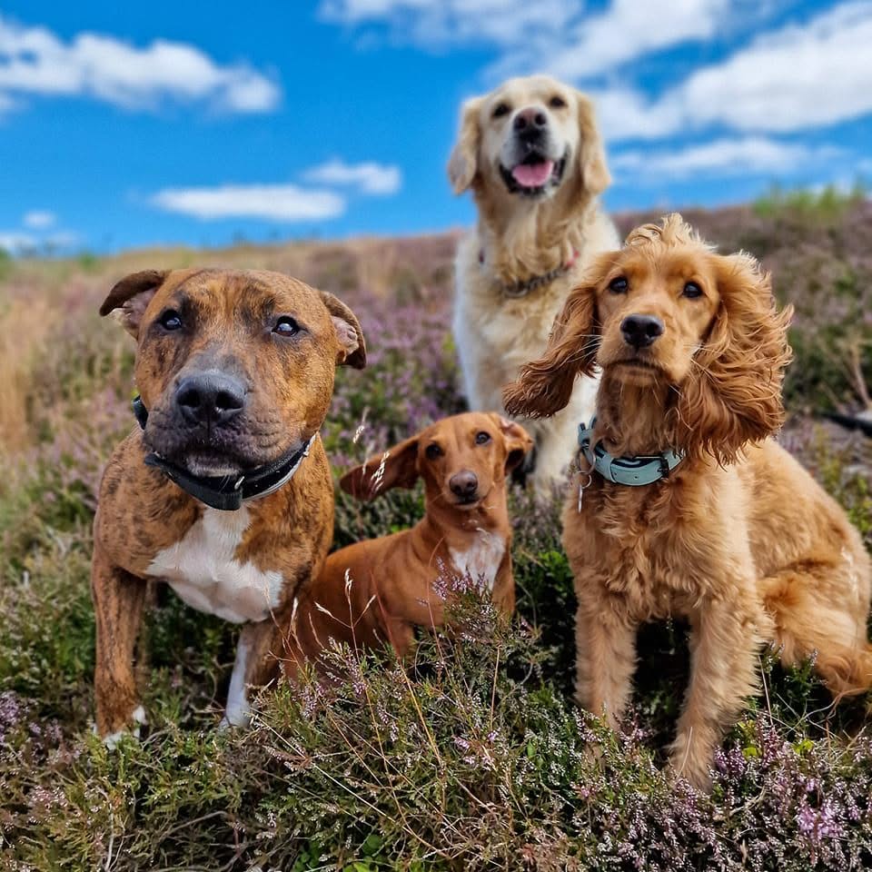 Pack Friends Among the Heather