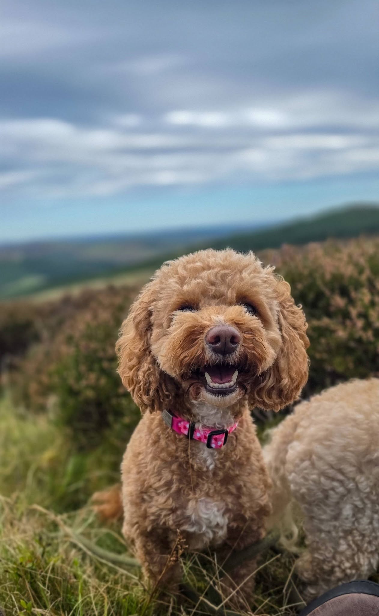 Happy holiday boarder enjoying hill walks near Selkirk