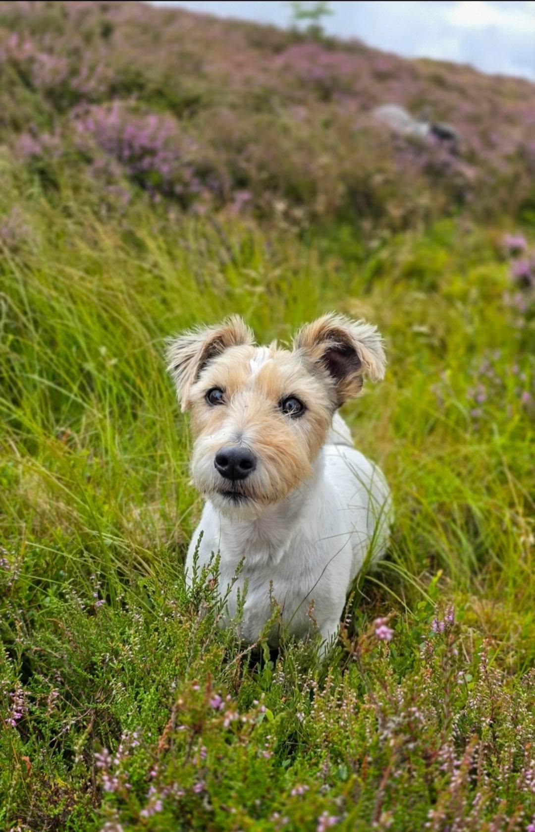 Dog enjoying the Scottish Borders heather