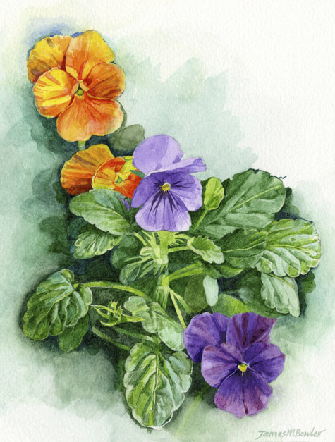 Spring Violas — botanical watercolour print