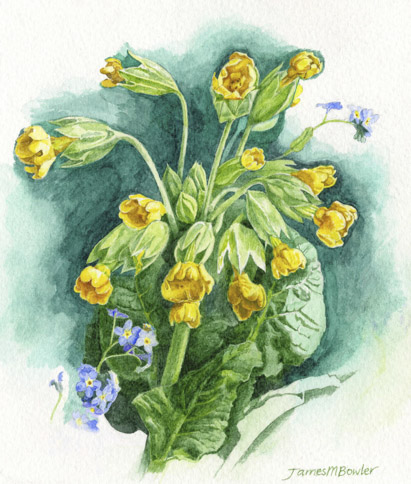 Cowslips & Forget-Me-Nots (Primula veris & Myosotis) — botanical watercolour print by James Bowler