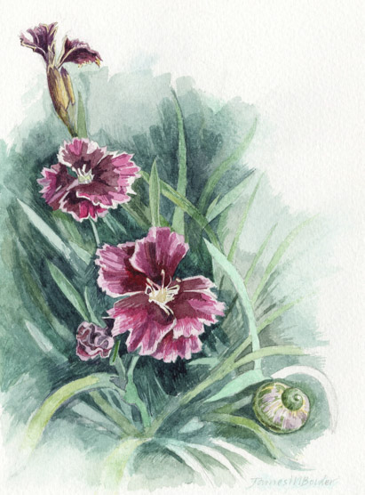 Dianthus & Garden Snail — botanical watercolour print