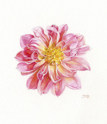 Dahlia — botanical watercolour print