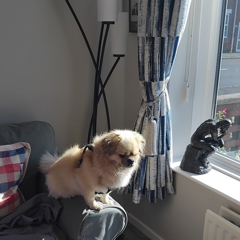 Rubert the Pomeranian - a happy house guest at Patsi Petit Paws