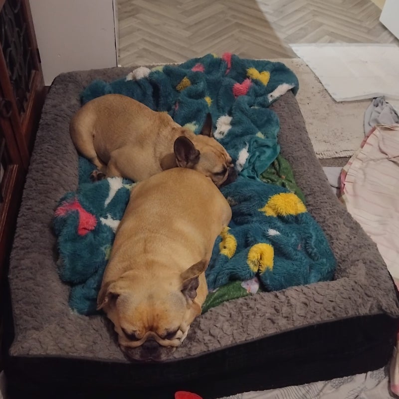 Dora & Bassie the French Bulldogs - a happy house guest at Patsi Petit Paws