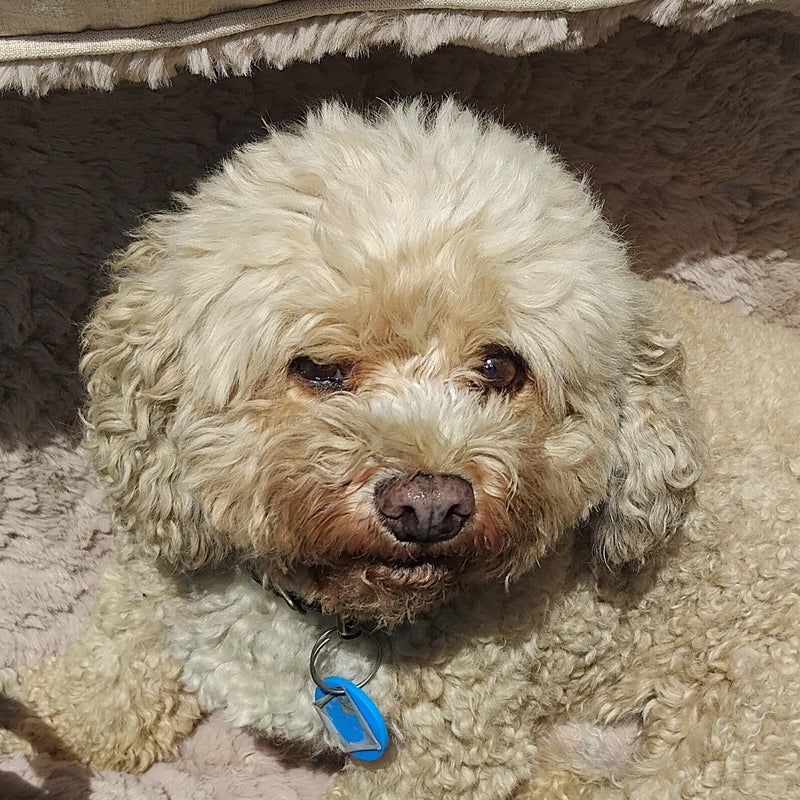 Whiskey the Cavoodle - a happy house guest at Patsi Petit Paws
