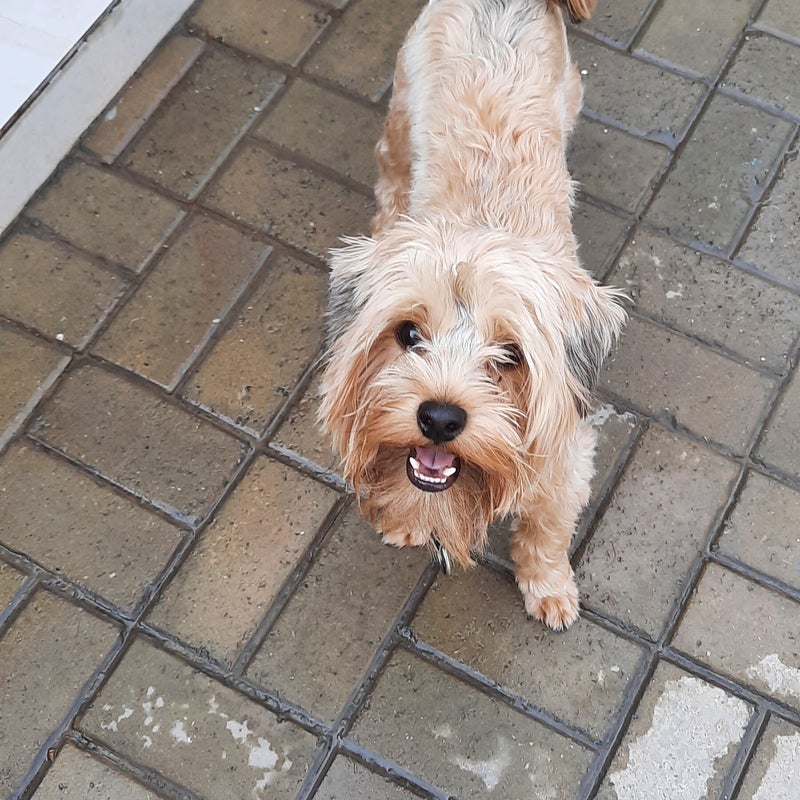 Bandit the Schnauzer - a happy house guest at Patsi Petit Paws