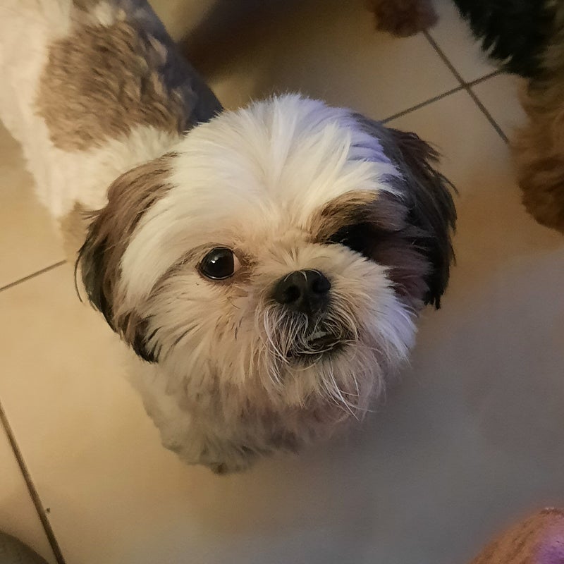 Albus the Shih Tzu - a happy house guest at Patsi Petit Paws