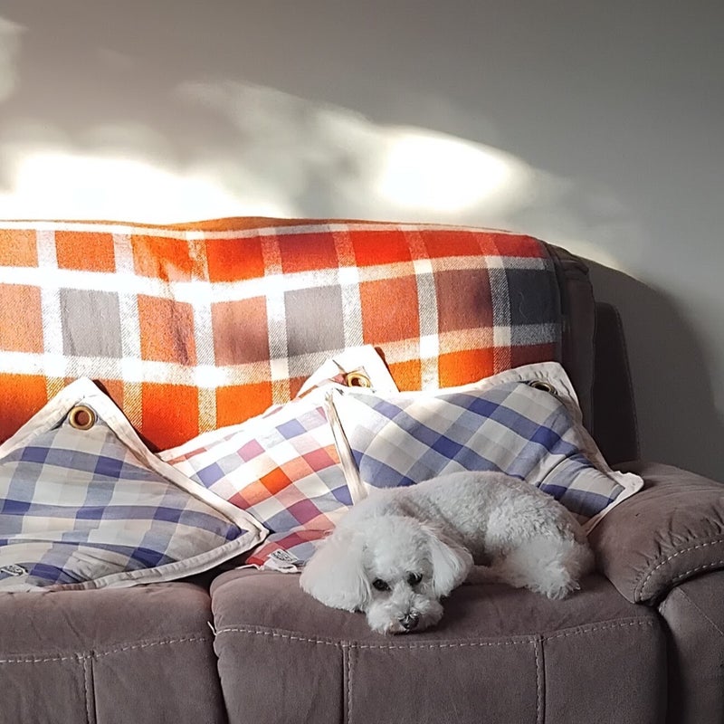 Mollie the Bichon Frise - a happy house guest at Patsi Petit Paws