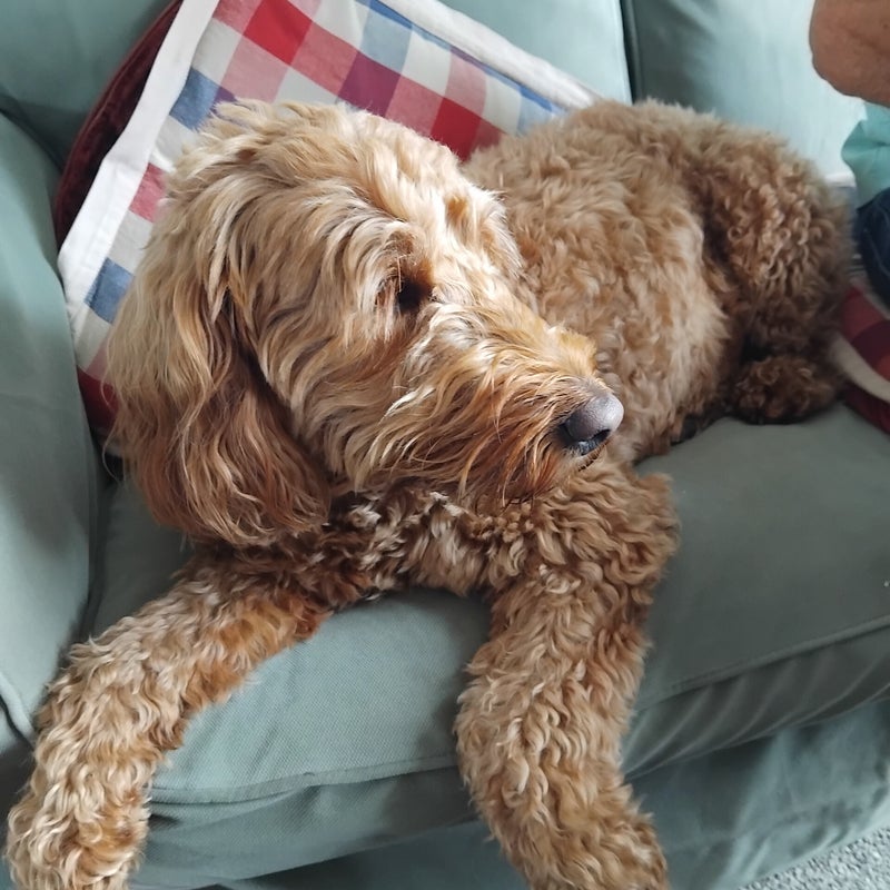 Honey the Cockapoo - a happy house guest at Patsi Petit Paws
