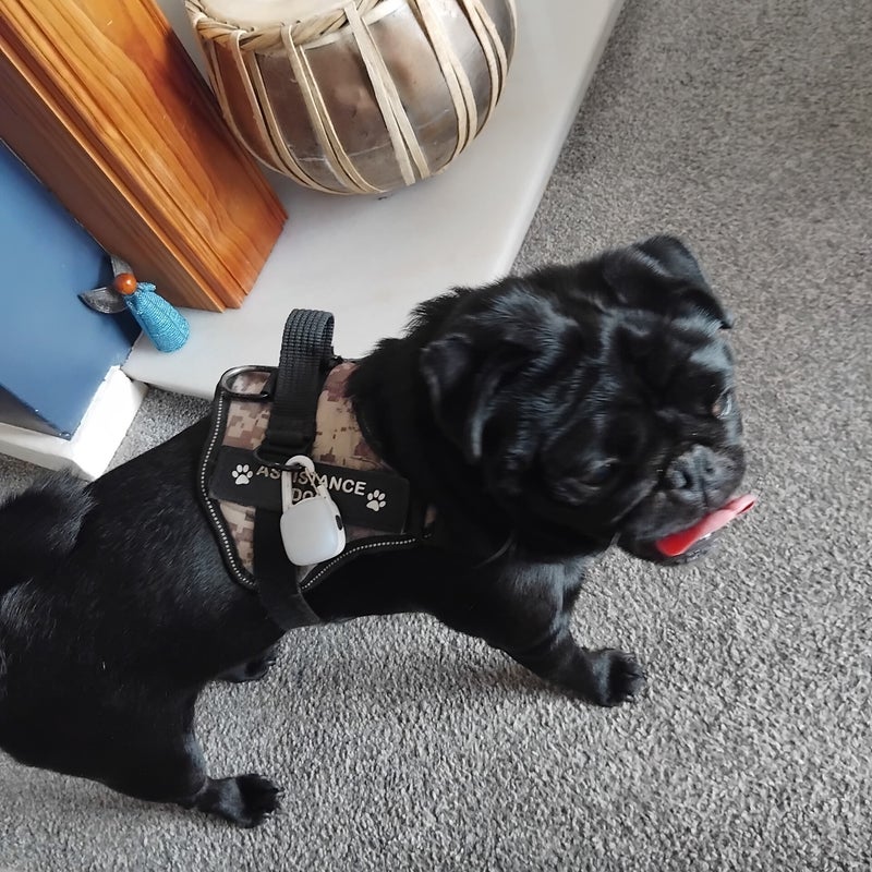 Buster the Pug - a happy house guest at Patsi Petit Paws