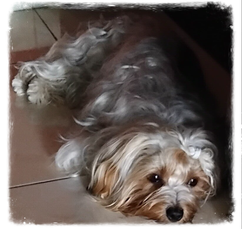 Adorable small dog resting comfortably at Patsi Petit Paws