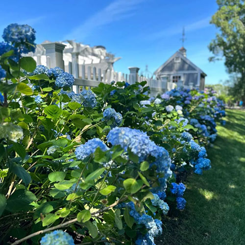 Lush blue hydrangea garden along fence by IVE Landscaping