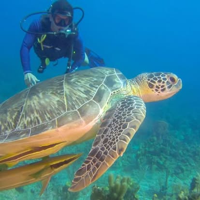 Diver alongside a sea turtle at Los Cóbanos