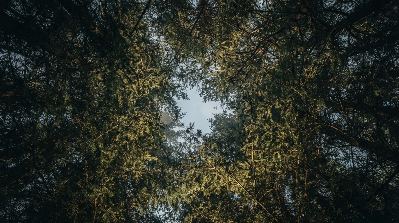 Looking up through a mature evergreen canopy at dappled daylight