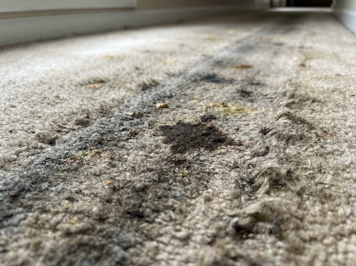 Before — residential carpet cleaning in Menifee