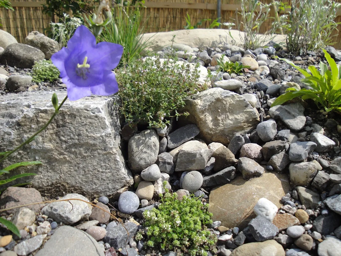 Wildblumen & Wildhecken