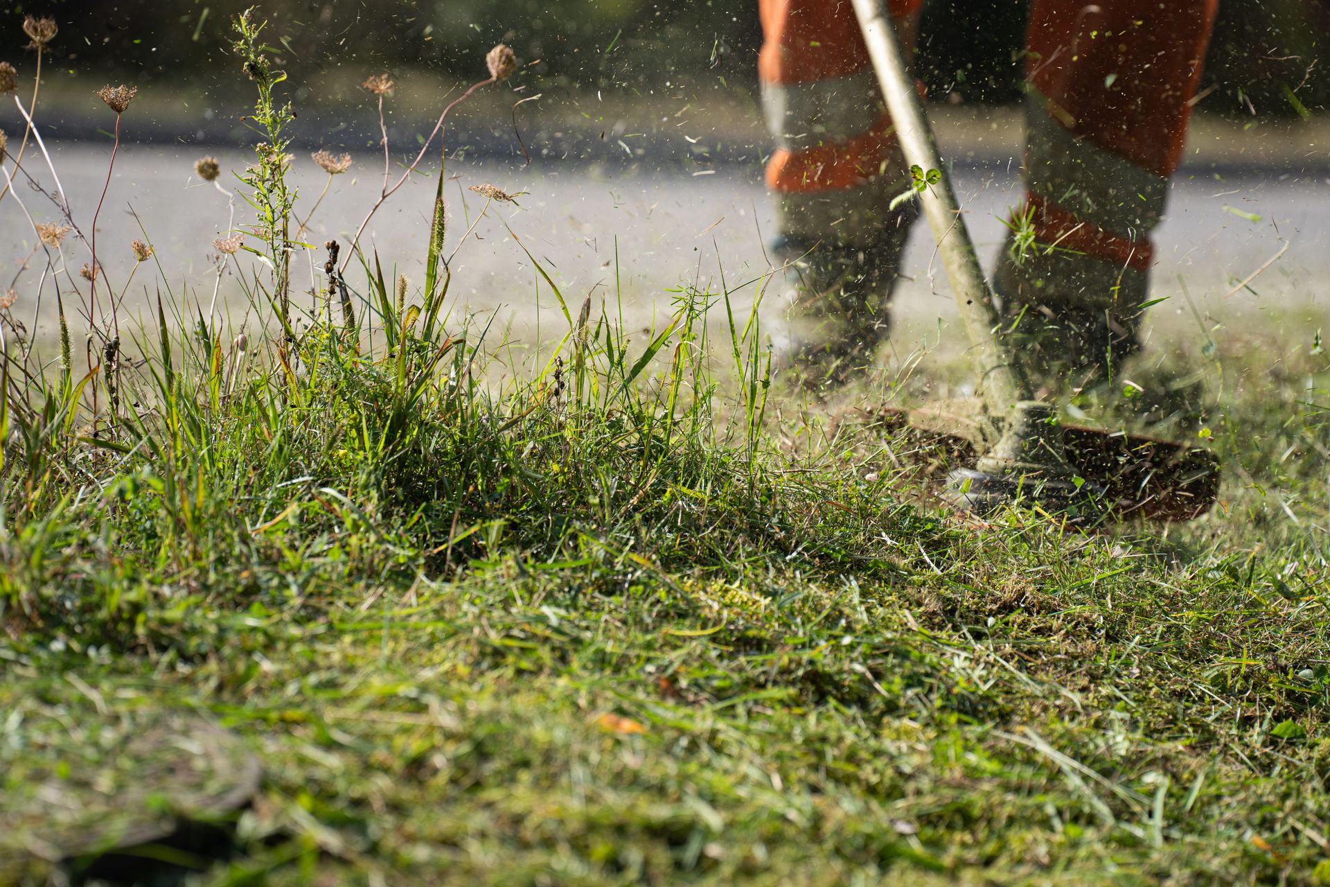 Stock photo of mowed lawn grass