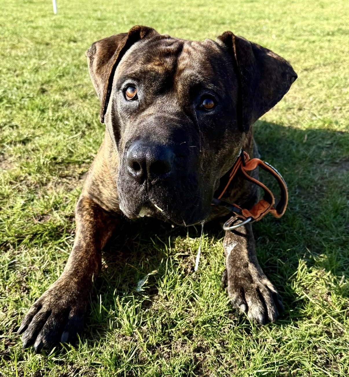 Yogi, a Presa Canario, calm and confident