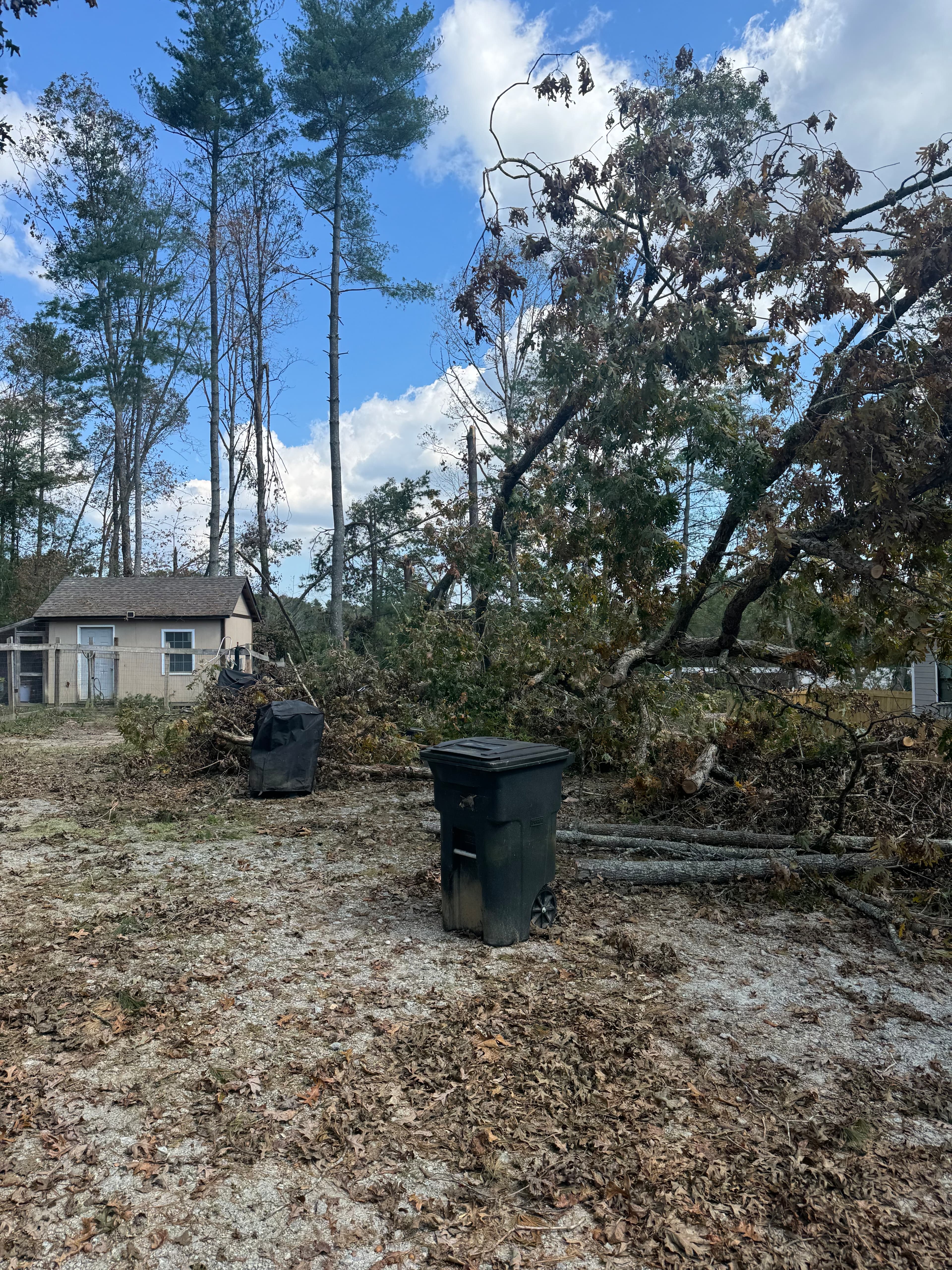 North Carolina storm damage site with fallen oak trees and heavy debris across yard