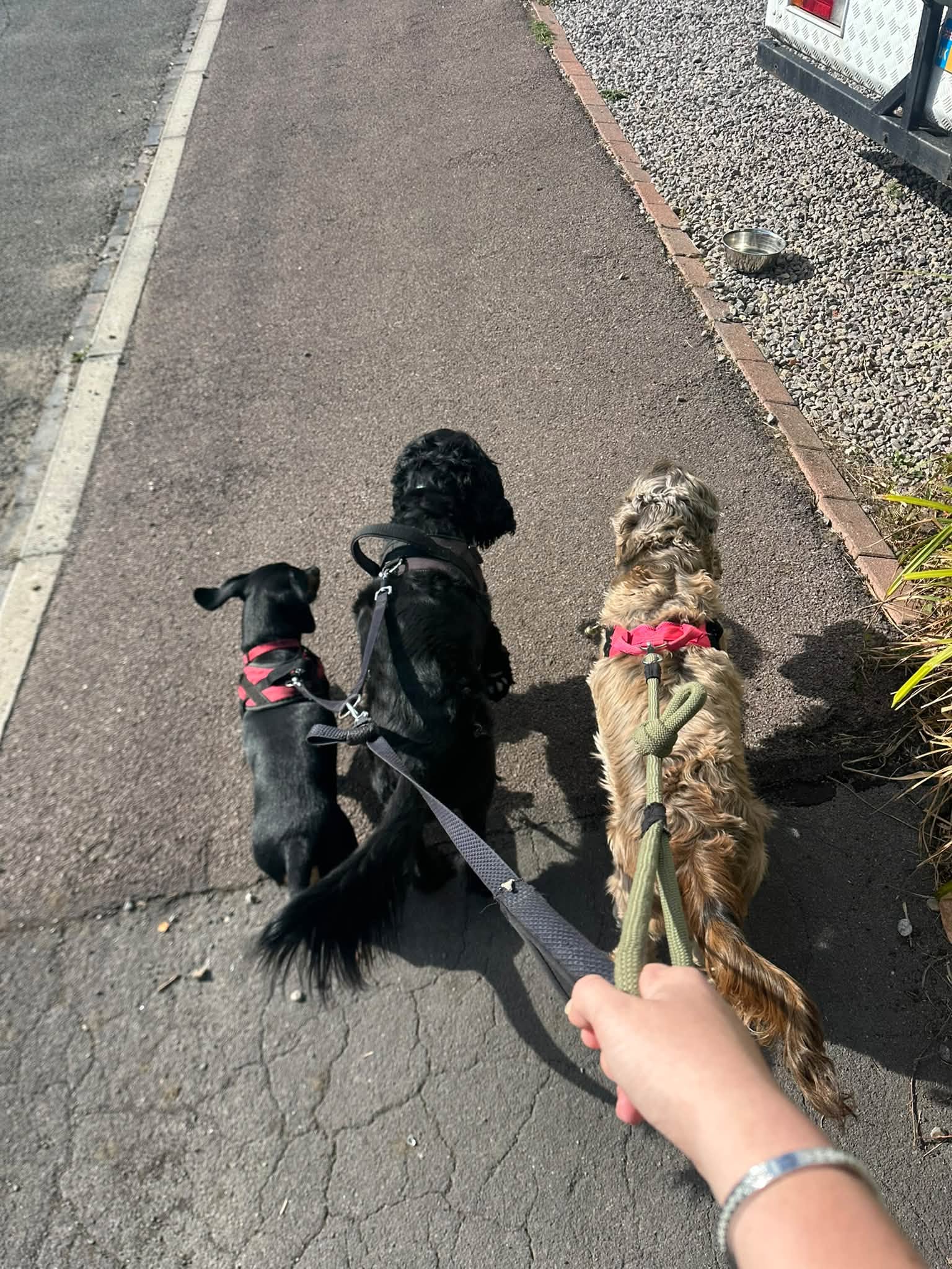 Three dogs walking calmly on leads with Eden