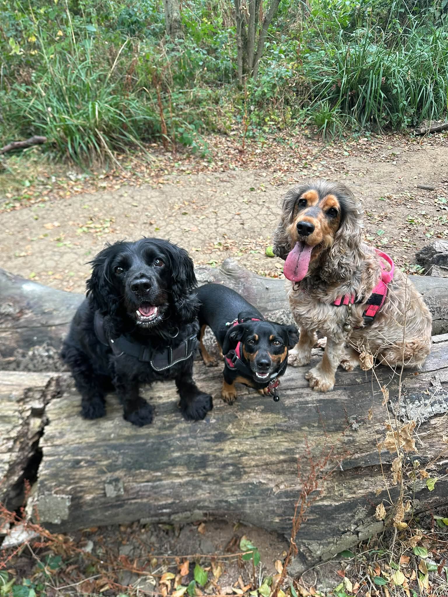Three dogs sitting happily together outdoors