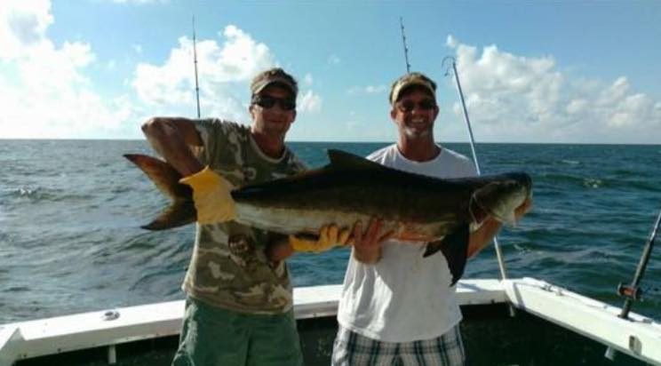 Two anglers holding a large cobia caught trolling offshore of Biloxi