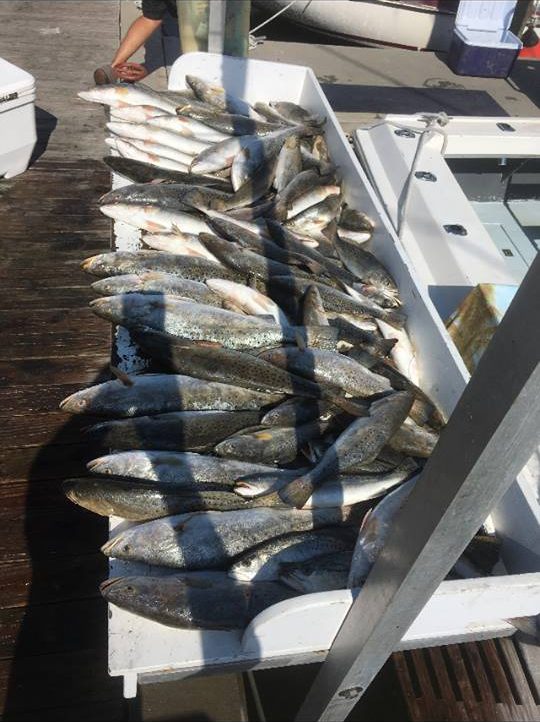 Cooler full of speckled trout at the dock after a night trout trip in Biloxi