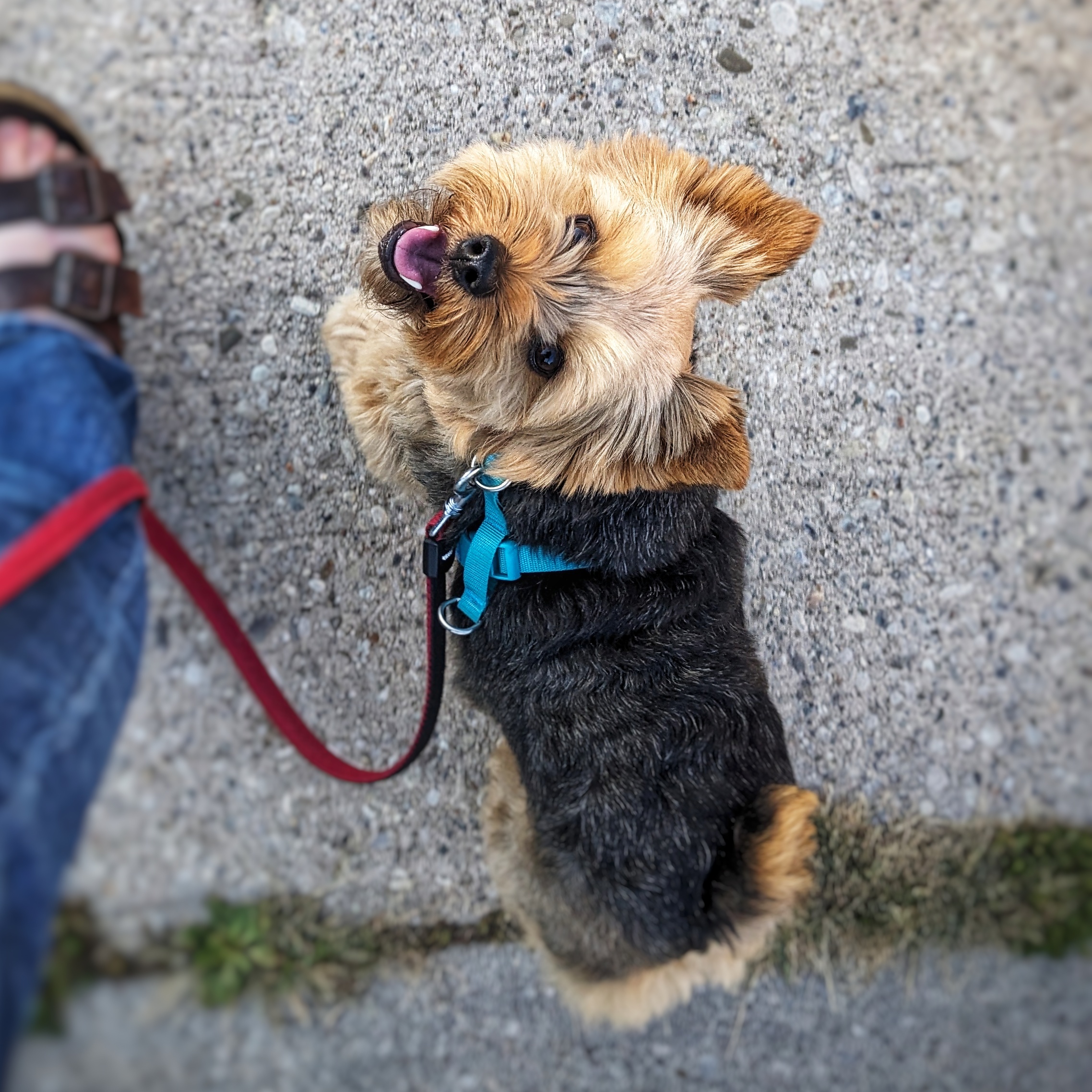 Dog looking up attentively at handler during Life Skills training